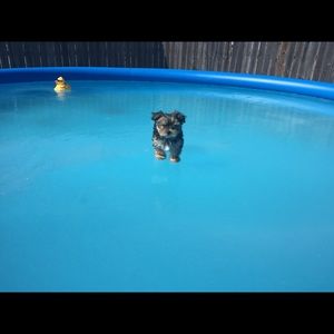 Meet your Posher, Lara